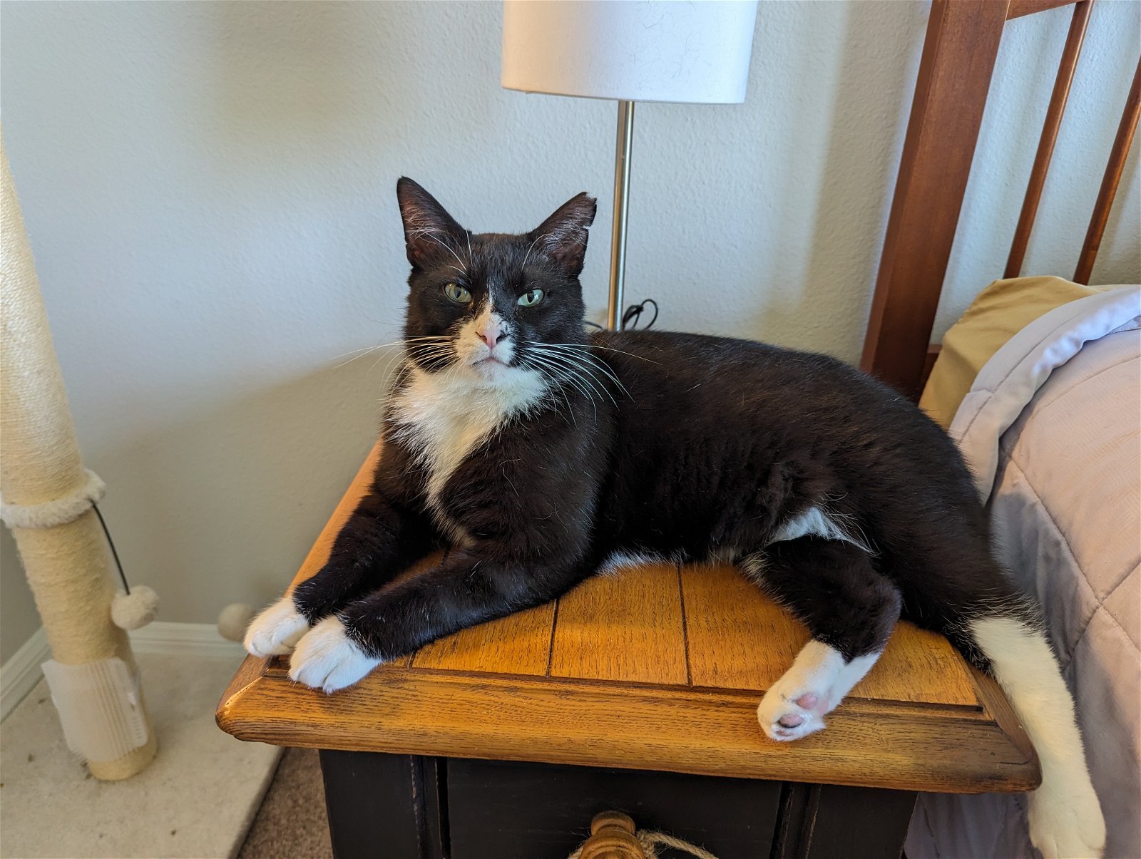 adoptable Cat in Apopka, FL named Nelson 9.15.19 & Buddy 9.1.23