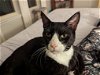 adoptable Cat in apopka, FL named Bandit 4.19.14