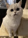 adoptable Cat in apopka, FL named Liam 10.14.19