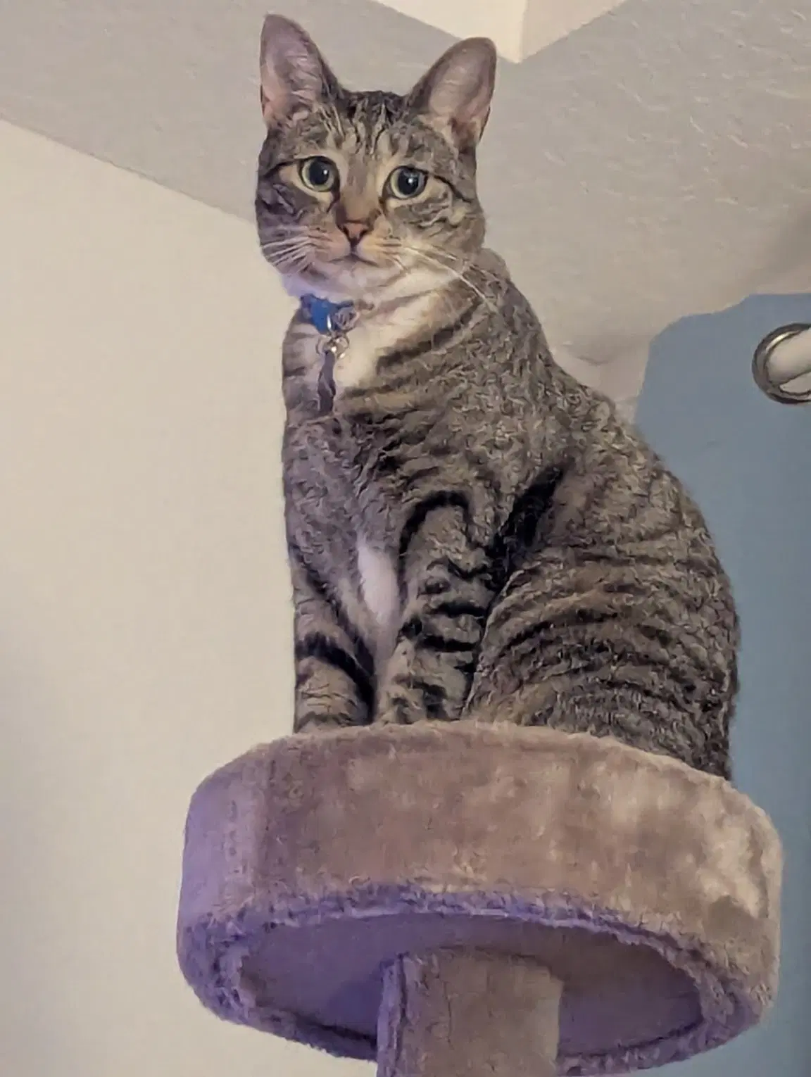 Nini  Whiskey - Domestic Short Hair
