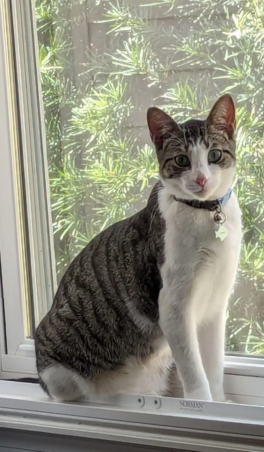 Whiskey  Nini - Domestic Short Hair
