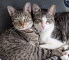 Whiskey 7.20.23 & Nini 8.2.23