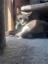 adoptable Cat in apopka, FL named Midnight 8.1.23