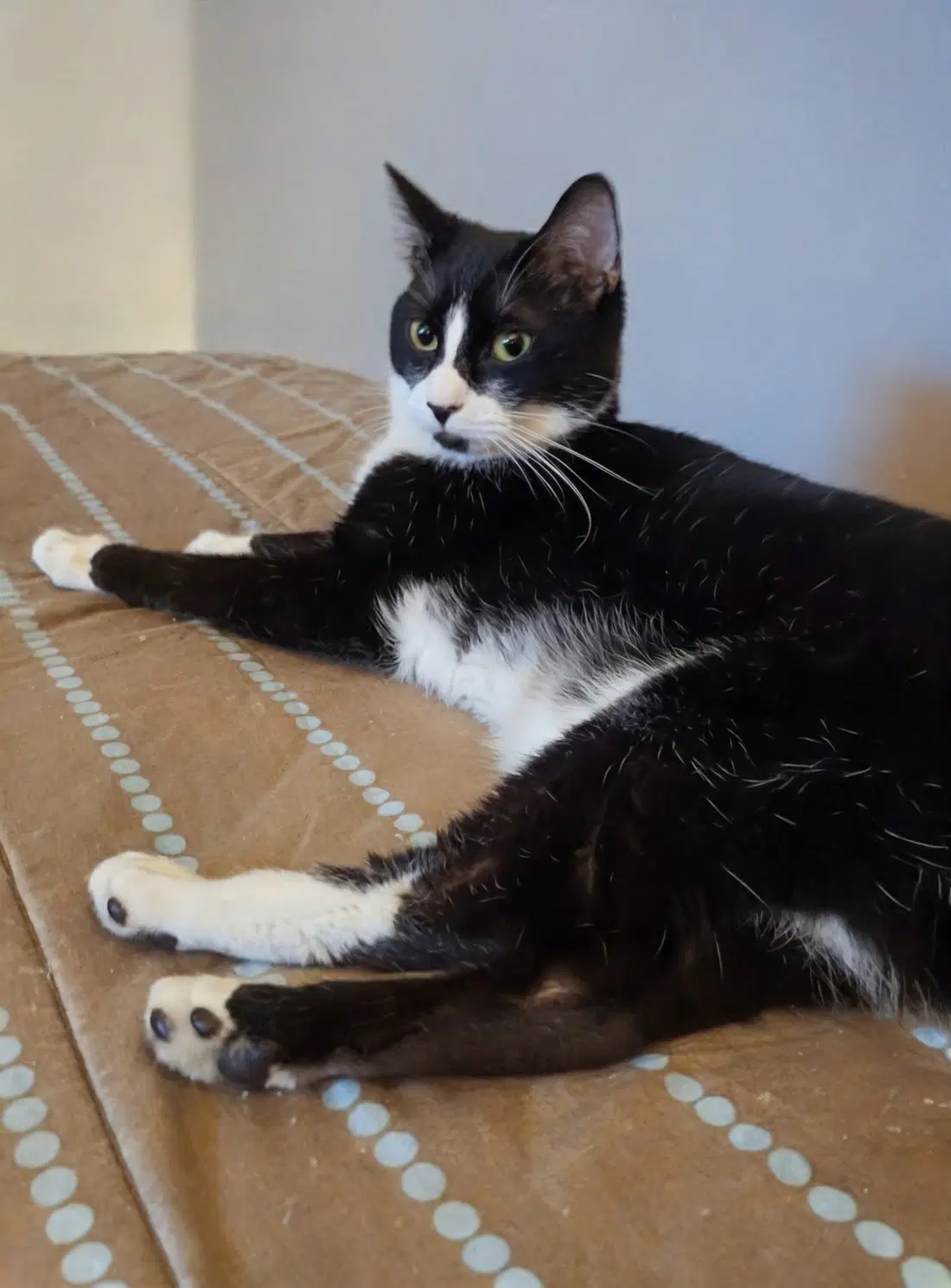 Luna - Domestic Short Hair