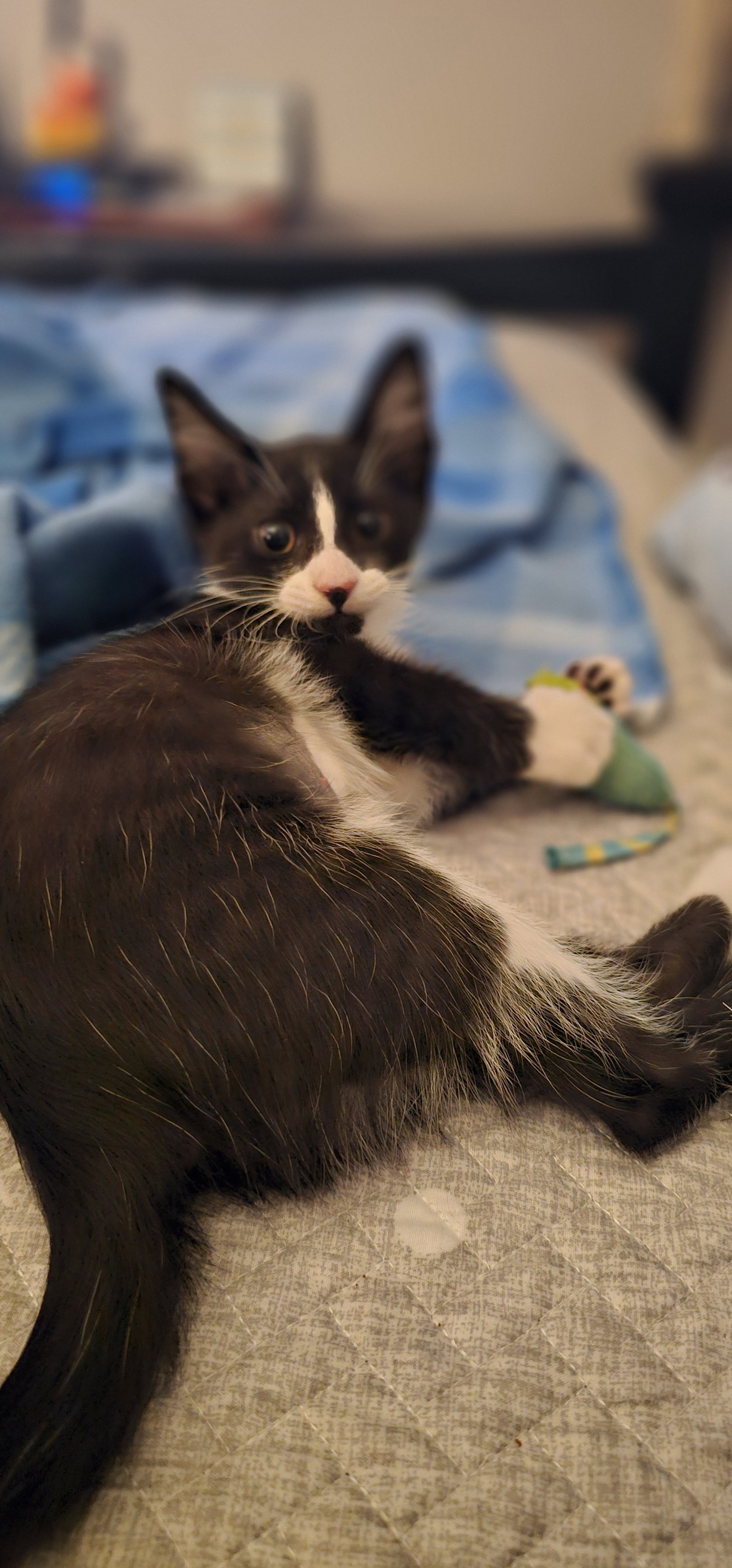 Luna 11.22.23, photo 4