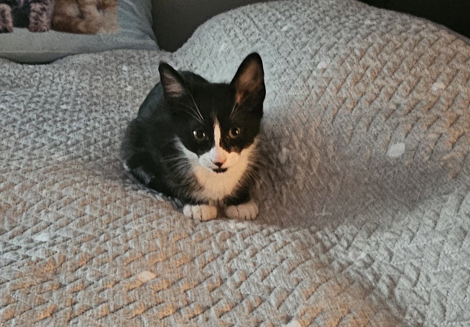 Luna 11.22.23, photo 5