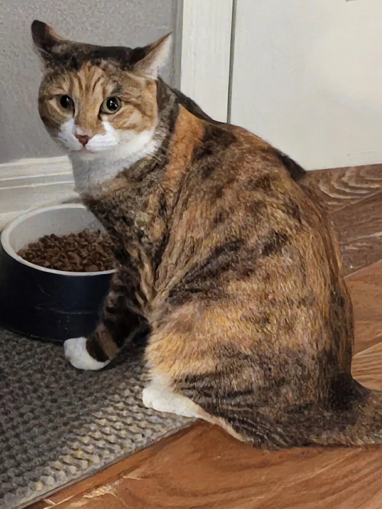 Lucy - Domestic Short Hair
