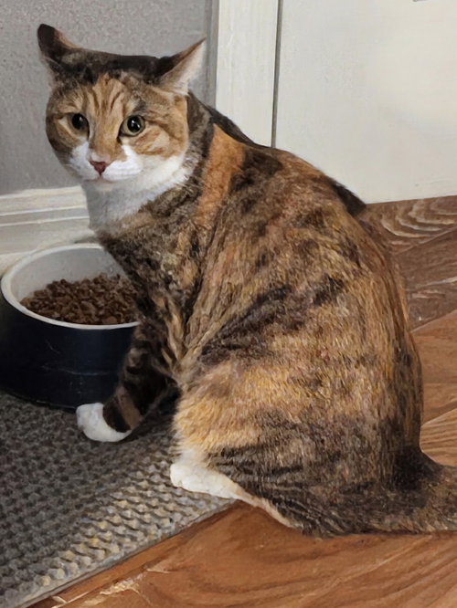 Lucy 11.22.23, Domestic Short Hair / Mixed (short coat)