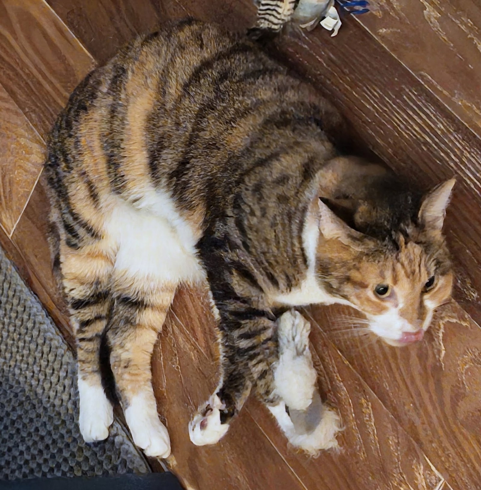 Lucy 11.22.23, photo 2