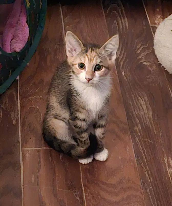 Lucy image 3
