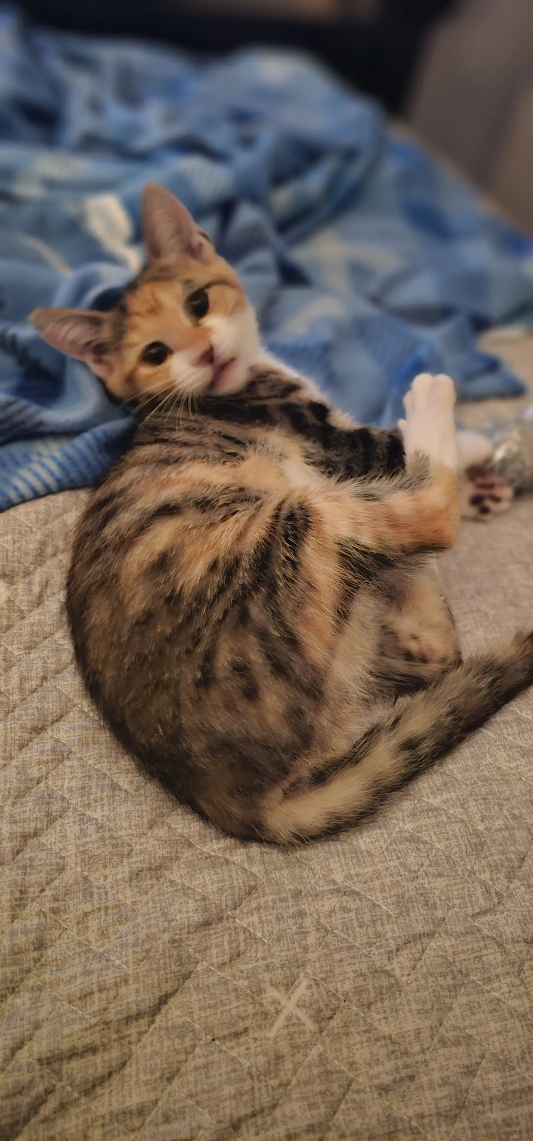 Lucy image 4