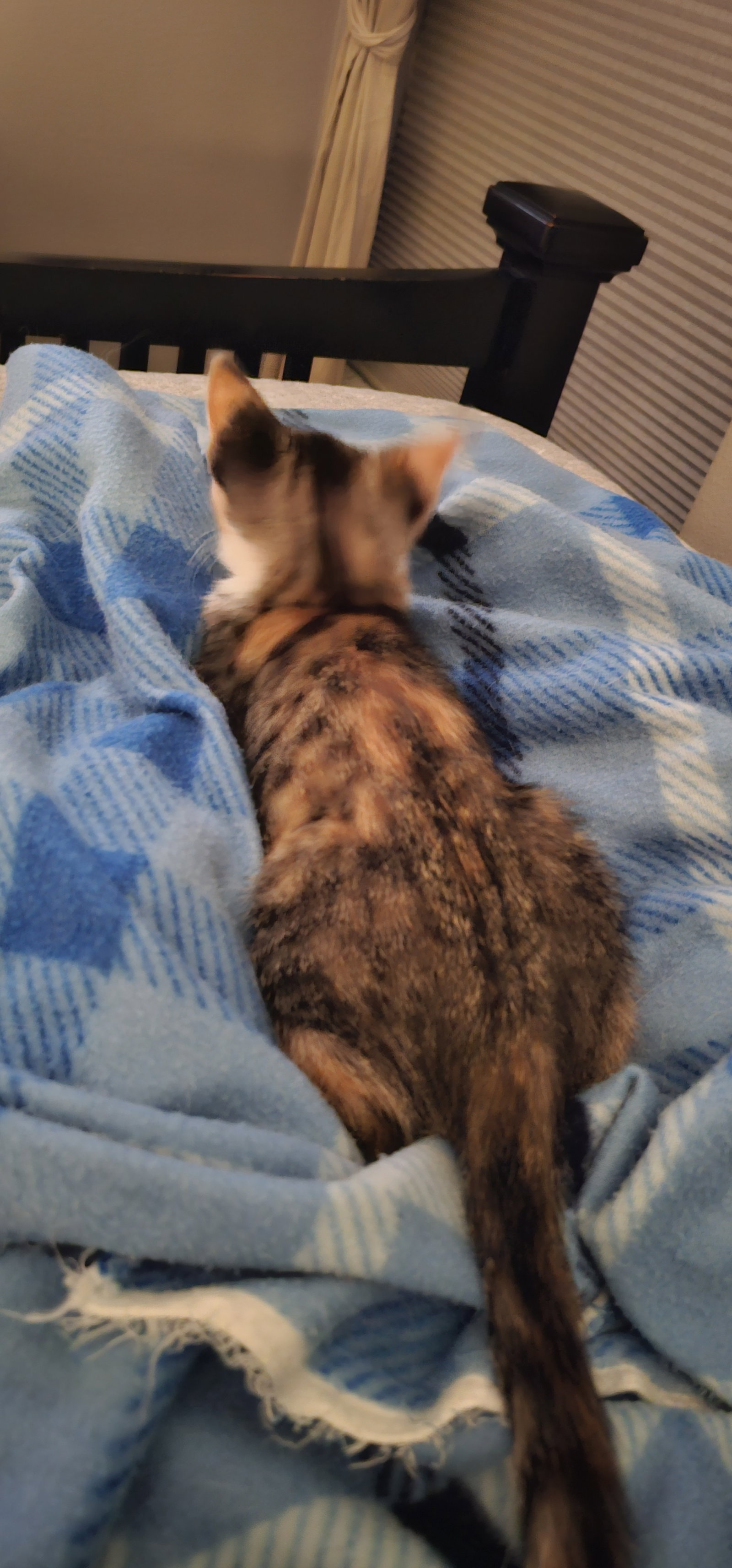 Lucy 11.22.23, photo 5