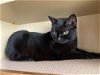 adoptable Cat in apopka, FL named Milly 2.16.18