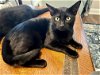 adoptable Cat in apopka, FL named Buddy 9.1.23 & Nelson 9.15.19