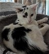 adoptable Cat in apopka, FL named Checkers 9.15.23