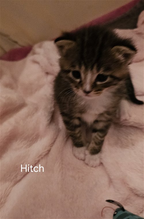 Hitch 3.22.24