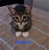 adoptable Cat in , FL named Braeburn 3.22.24