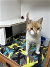 adoptable Cat in apopka, FL named Kennedy 4.1.22