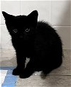 adoptable Cat in apopka, FL named Minch 2.19.24