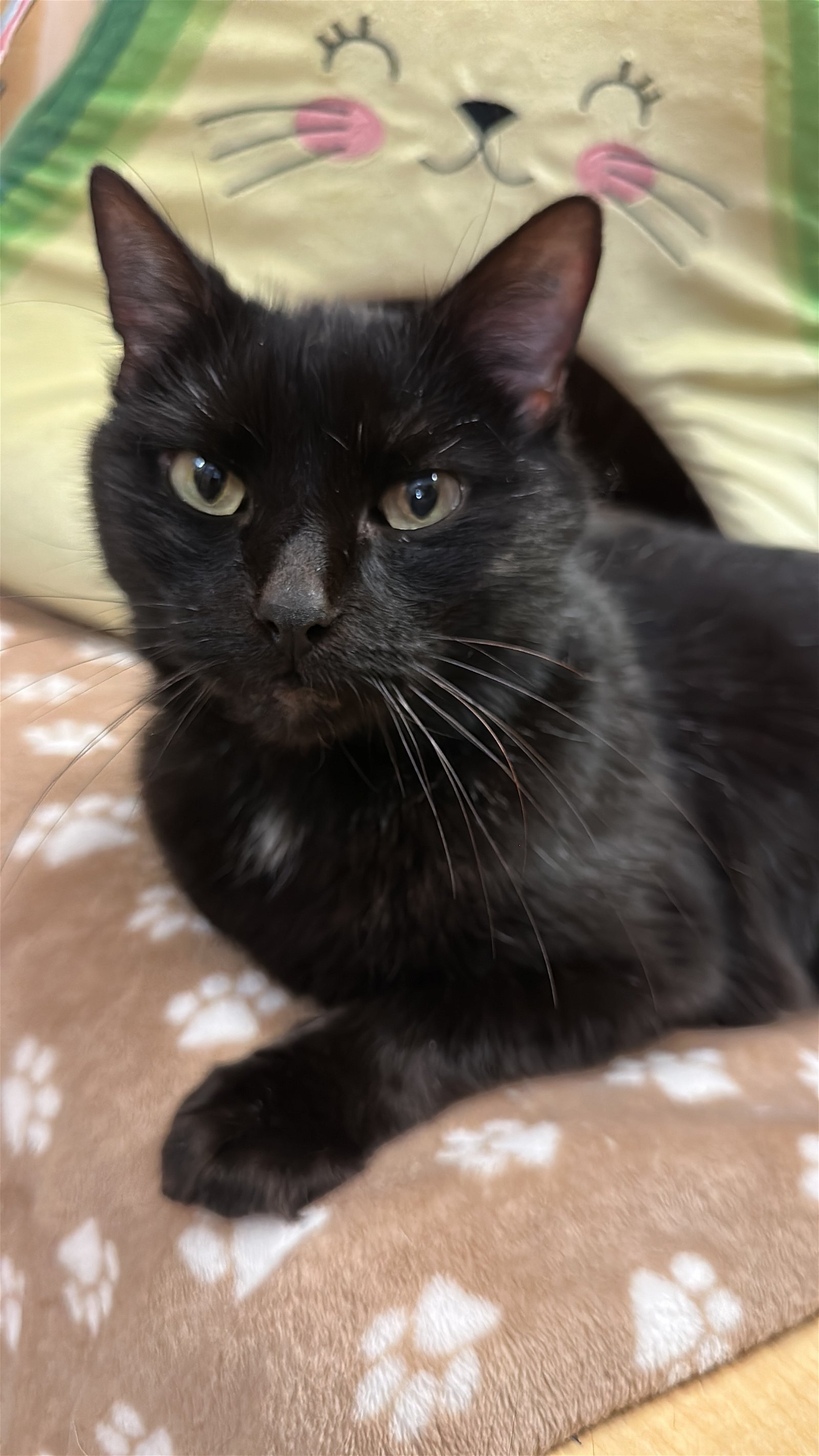 adoptable Cat in Apopka, FL named Mr. Littles 3.20.15
