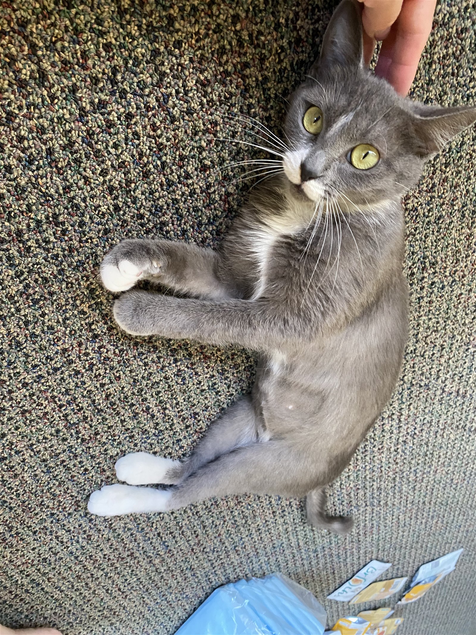adoptable Cat in Apopka, FL named Desi 3.10.23