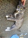 adoptable Cat in apopka, FL named Desi 3.10.23