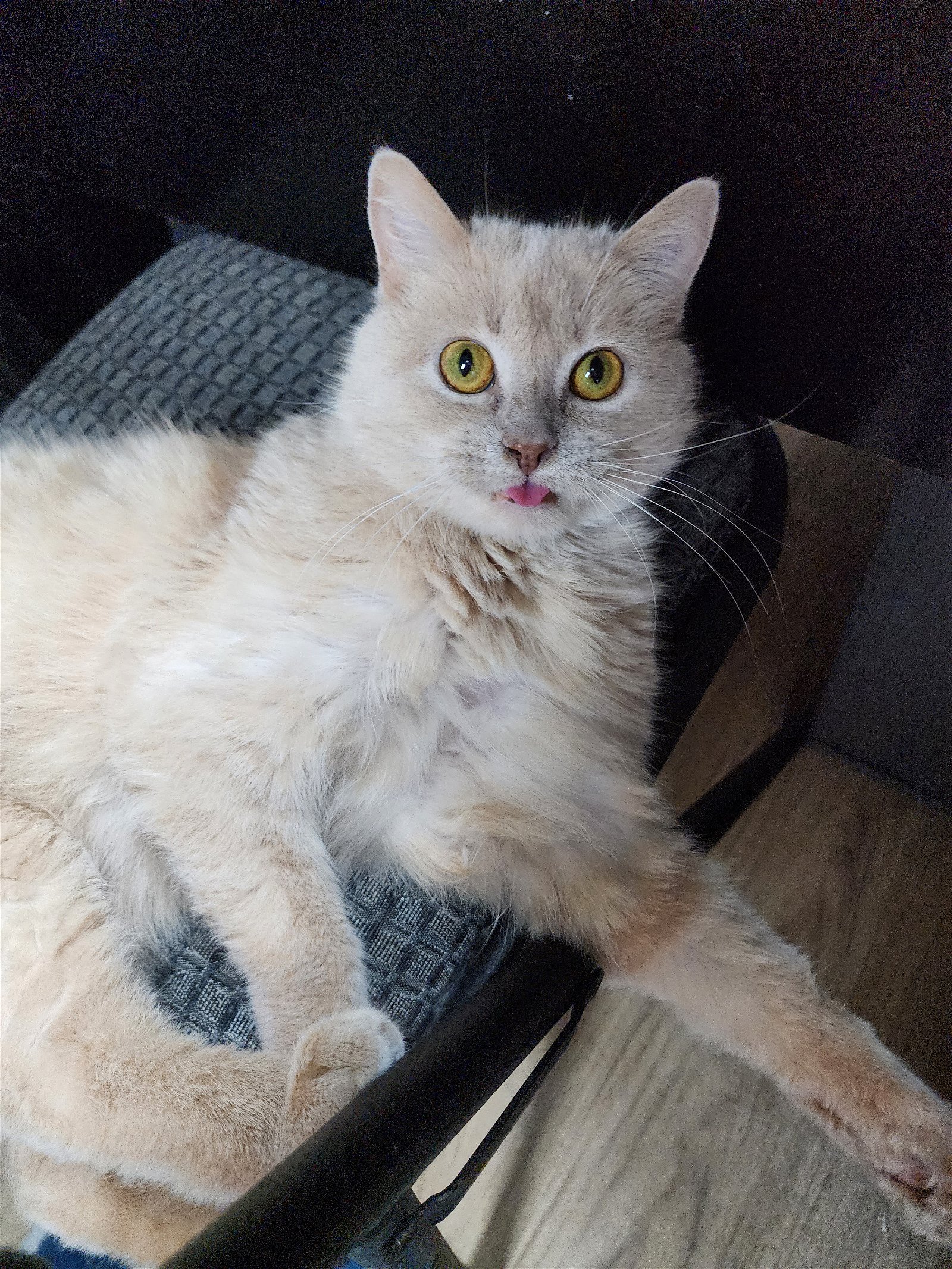 adoptable Cat in Apopka, FL named BabyGirl 11.14.15 & Peaches 11.14.16