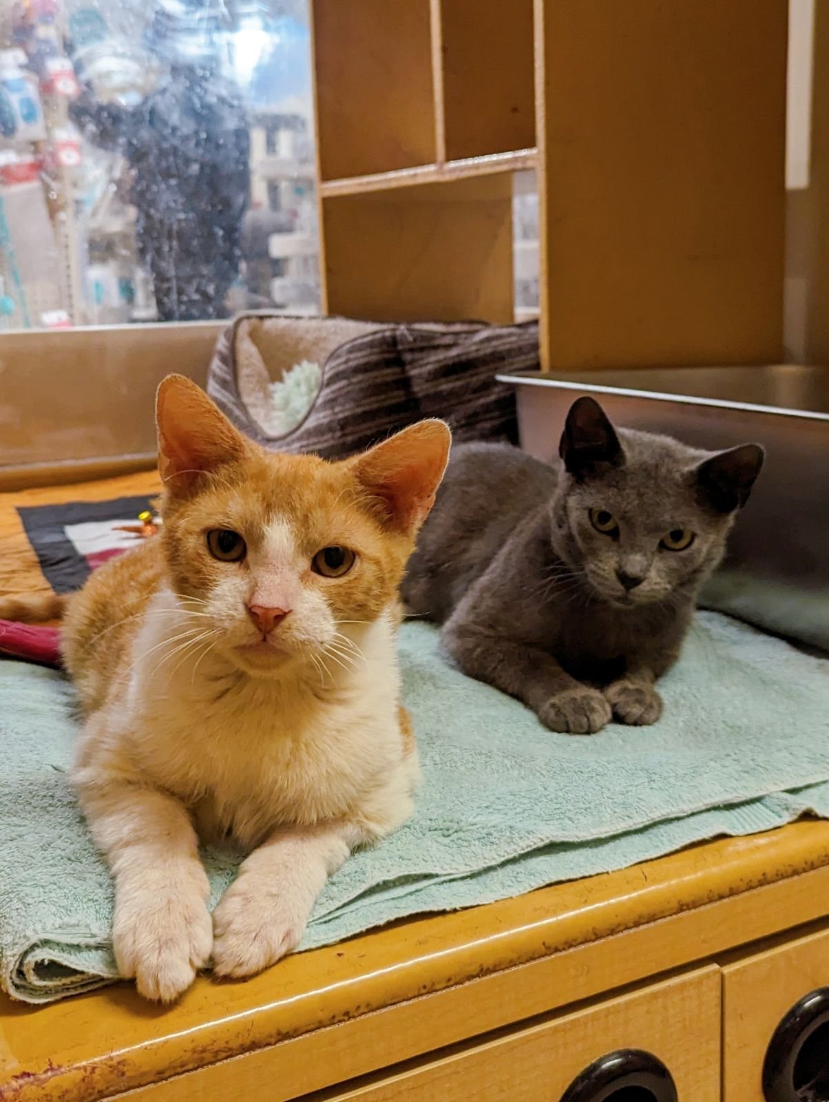 adoptable Cat in Apopka, FL named Clarence & Corky 12.17.23