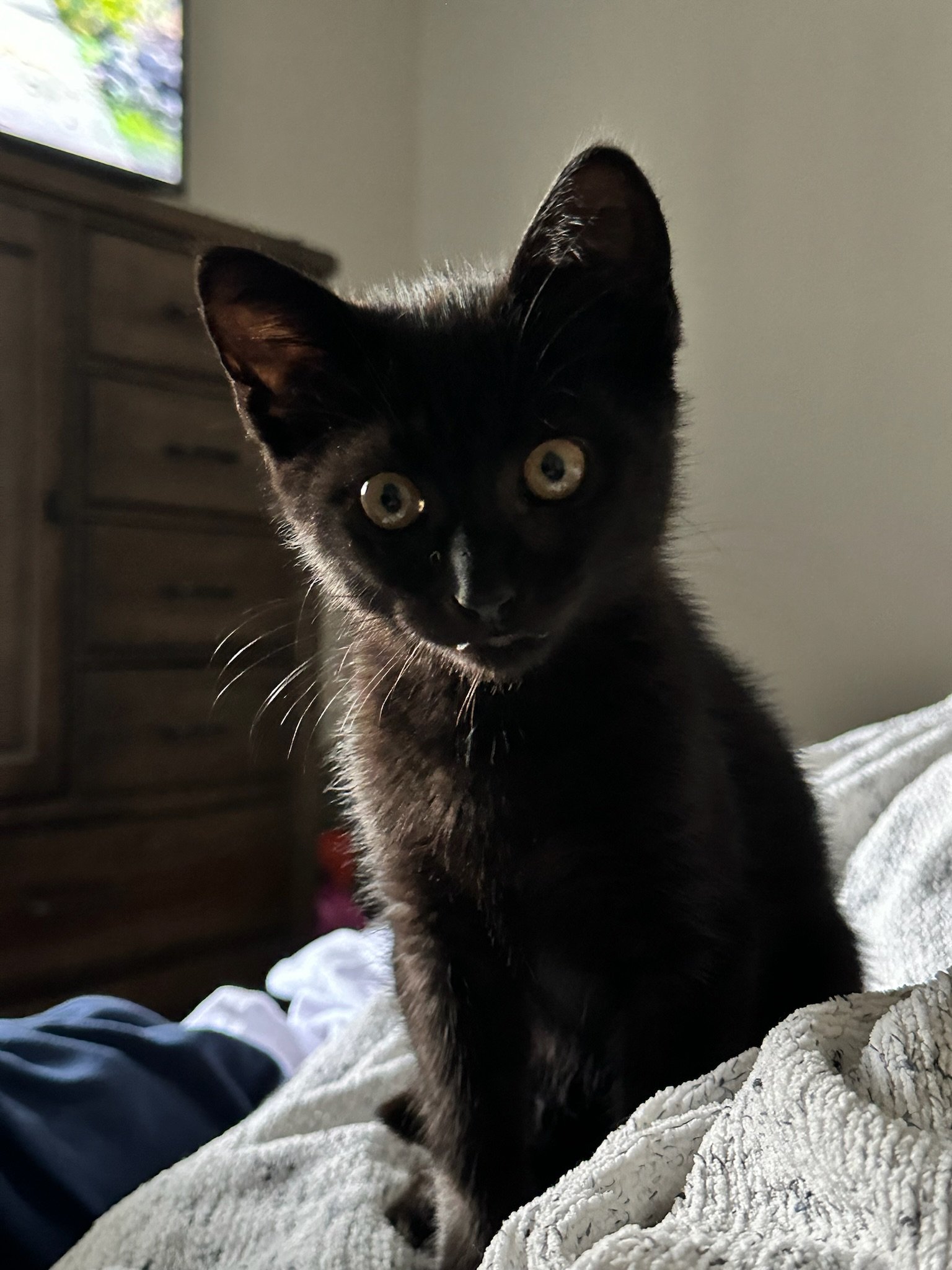 adoptable Cat in Apopka, FL named Necco 2.18.24