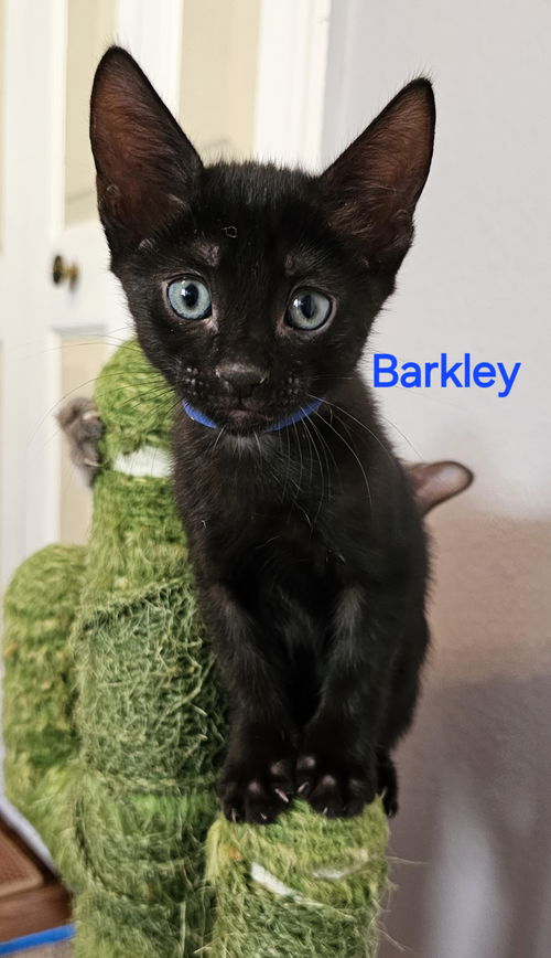 Barkley 4.5.24