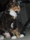 Kody (CS) 3.6.07