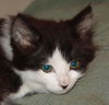 Merlin (CS) 3.6.07