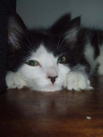 Merlin (CS) 3.6.07