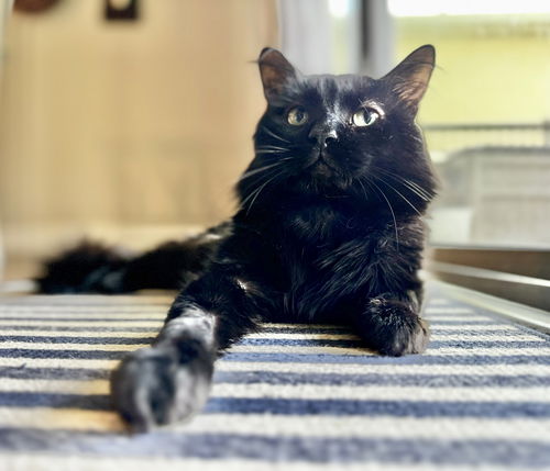 Otis 7.11.22
