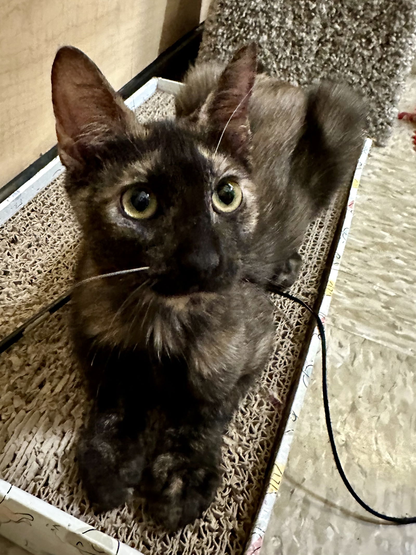 adoptable Cat in Apopka, FL named Sally 5.17.24