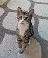 adoptable Cat in Apopka, FL named Major & Sargent 5.30.24