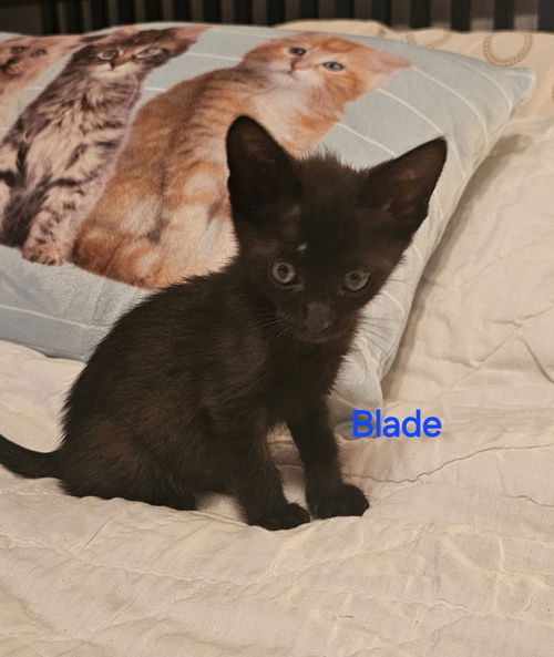 Blade 6.24.24