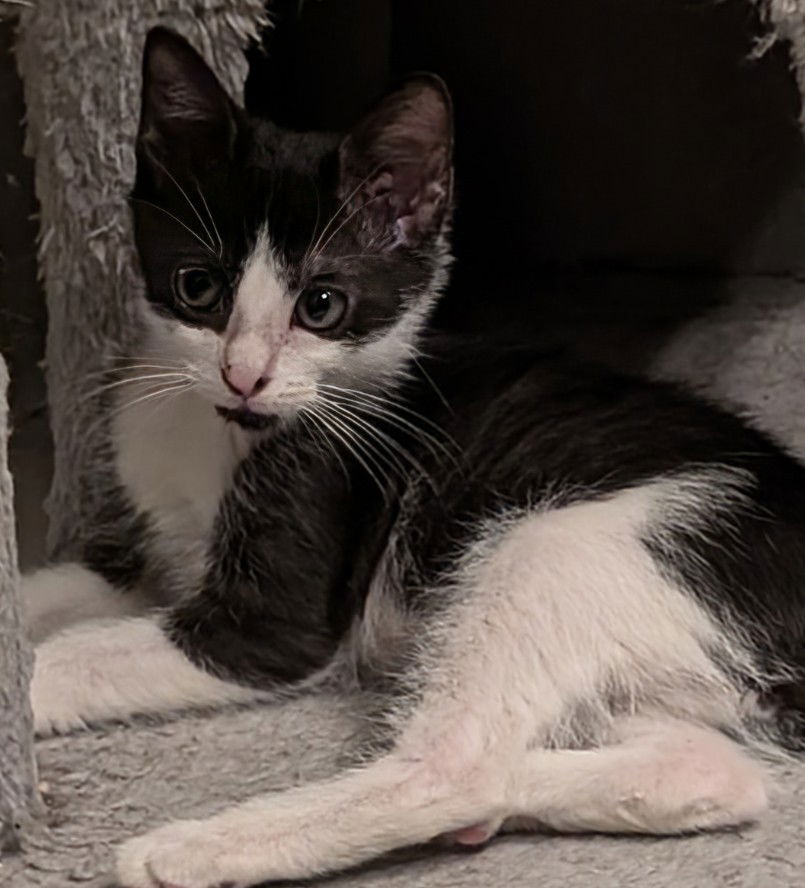 adoptable Cat in Apopka, FL named Oreo 7.1.24