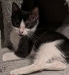 adoptable Cat in Apopka, FL named Oreo 7.1.24