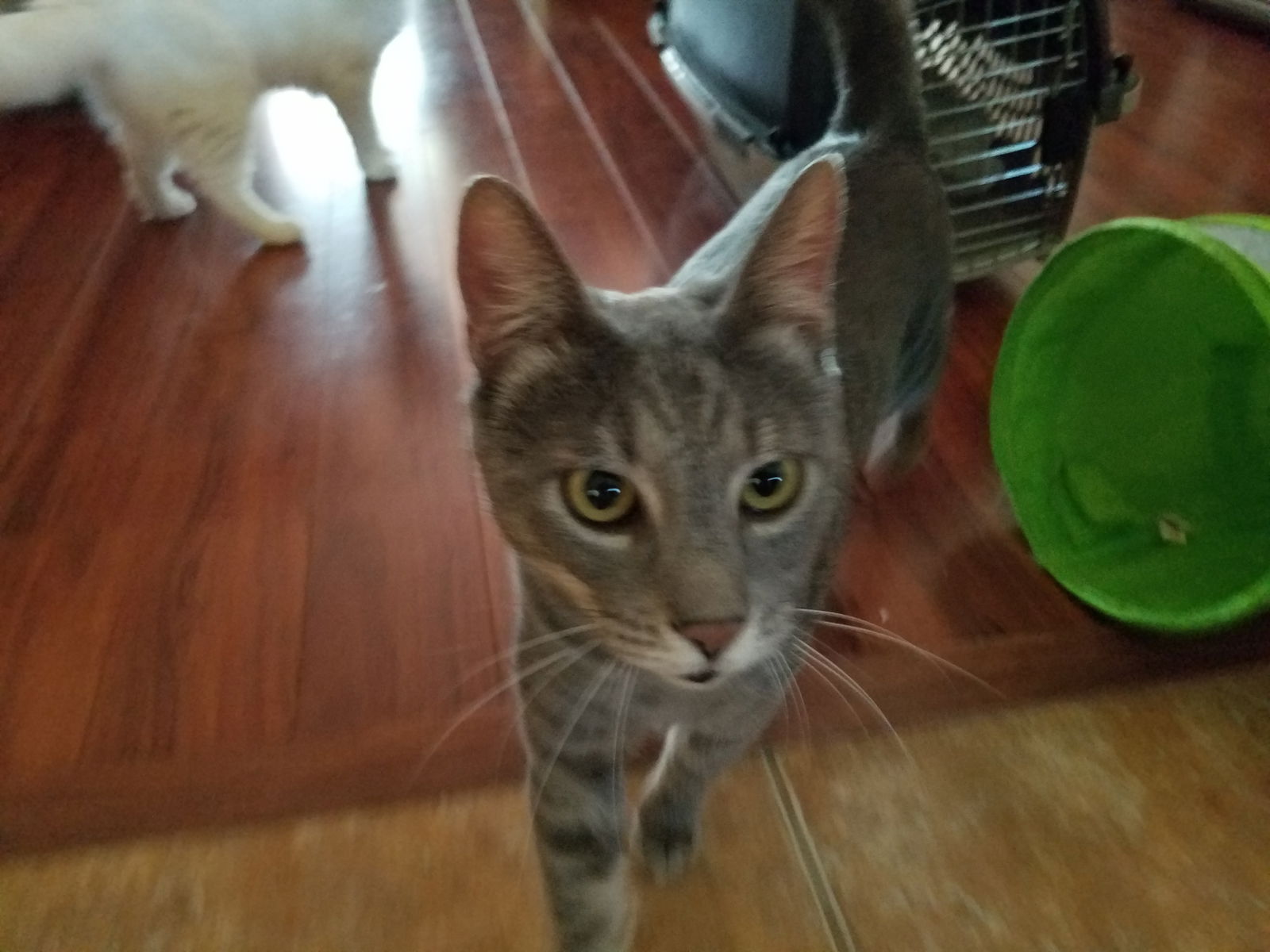 adoptable Cat in Apopka, FL named Shadow 9.18.18