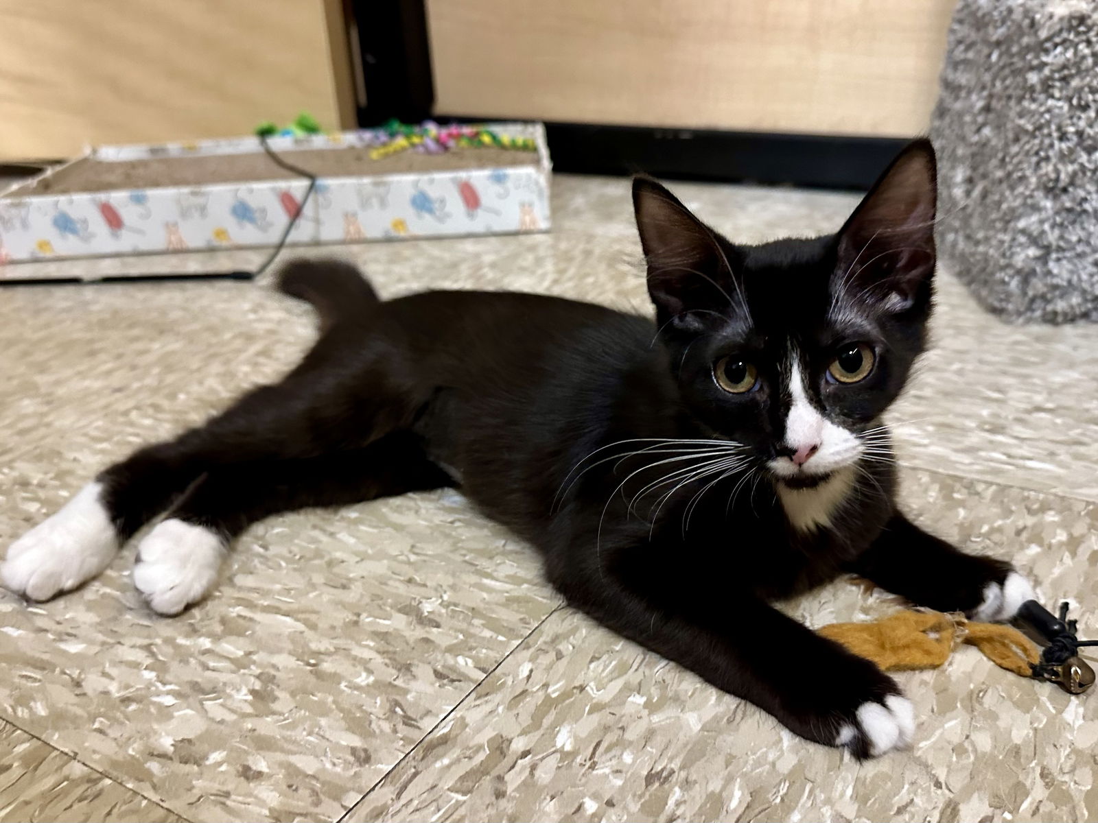 adoptable Cat in Apopka, FL named Bandit 5.20.24