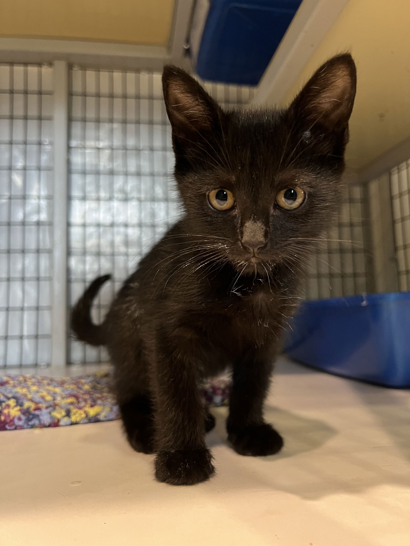 adoptable Cat in Apopka, FL named Figaro & Barbie 6.25.24