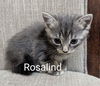 Rosalind 8.1.24