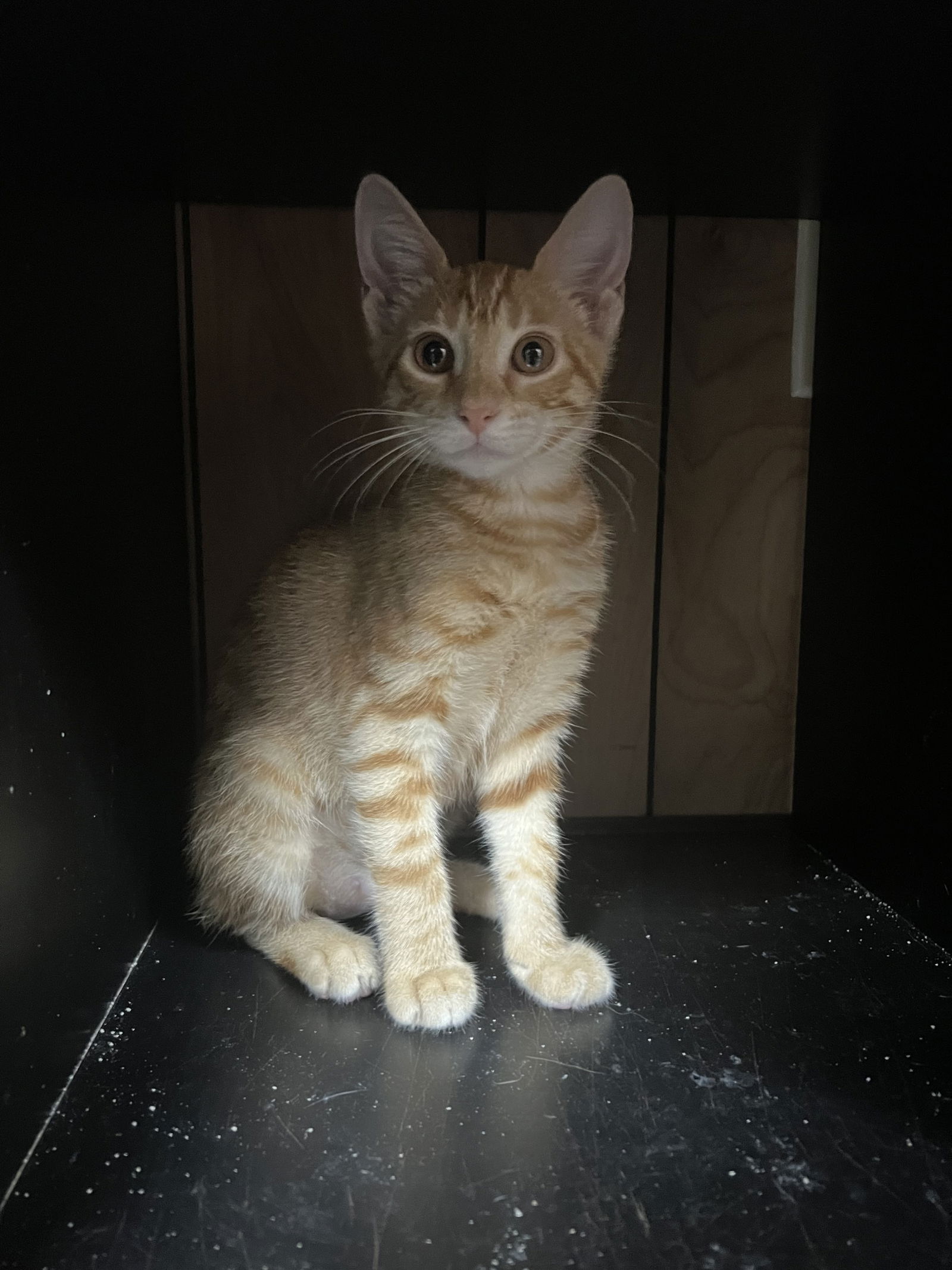 adoptable Cat in Apopka, FL named Sunkist 6.15.24