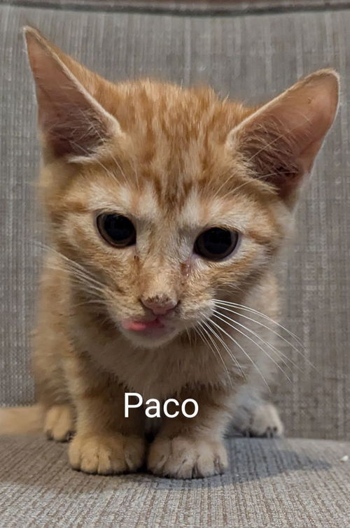 Paco 7.25.24