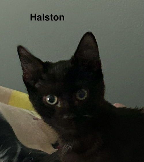 Halston 7.11.24