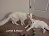 Comet & Haley 2.1.23