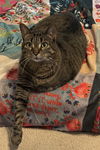 Sweetie 2.1.20