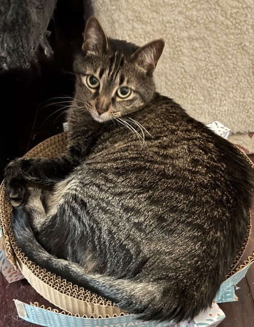 Sweetie 2.1.20