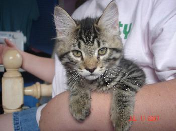 Gizmo